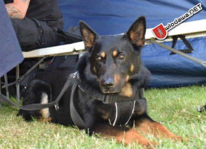 Wlodawa-Międzynarodowy-Dzien-Psa-2025-2