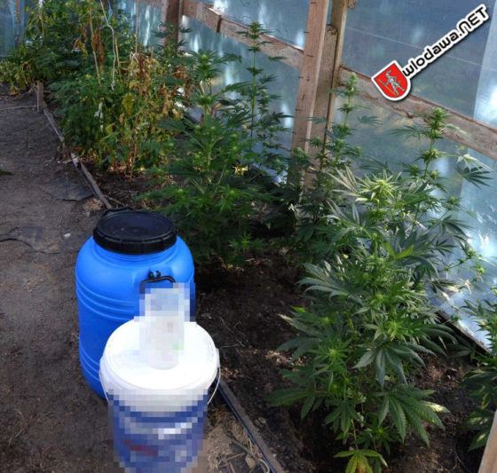 Włodawa-Policja-zaplanowal-izorganizowala-nalot-na-zielarza-powiatu-wlodawskiego1