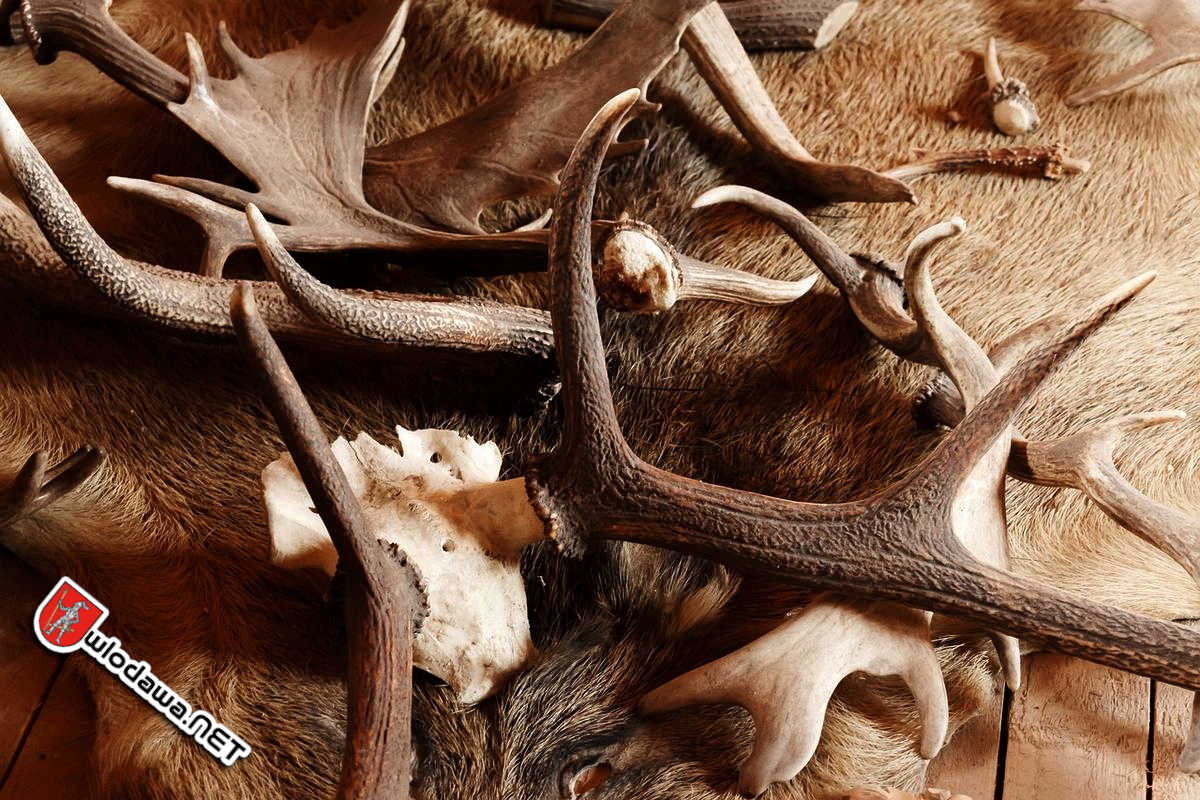 Region-Akcja-Wieniec-Straz-Lesna-rusza-do-lasu-zapobiegac-nielegalnemu-zbieraniu-poroza